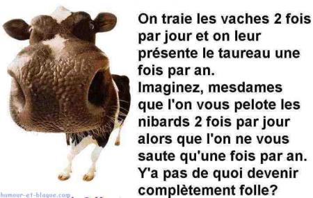 Lavache