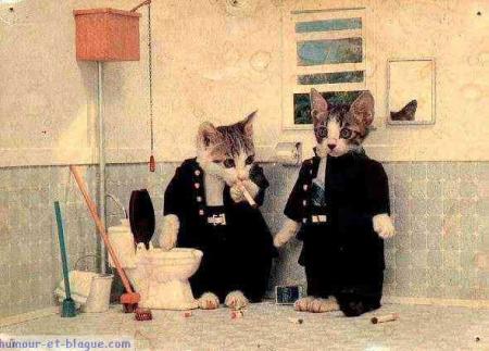 Ba chat alors !!!!!