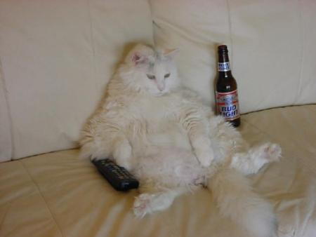 Chat bourer